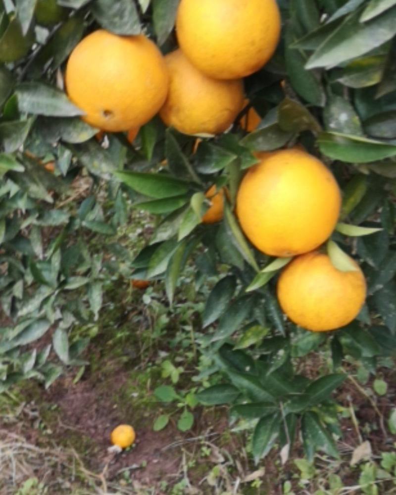 四川渠县，普通脐橙，色黄味甜，皮薄汁多，现摘现发，一手货