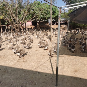 三年老鹅活鹅肉鹅7.5元斤白菜价广东基地直供大量批发