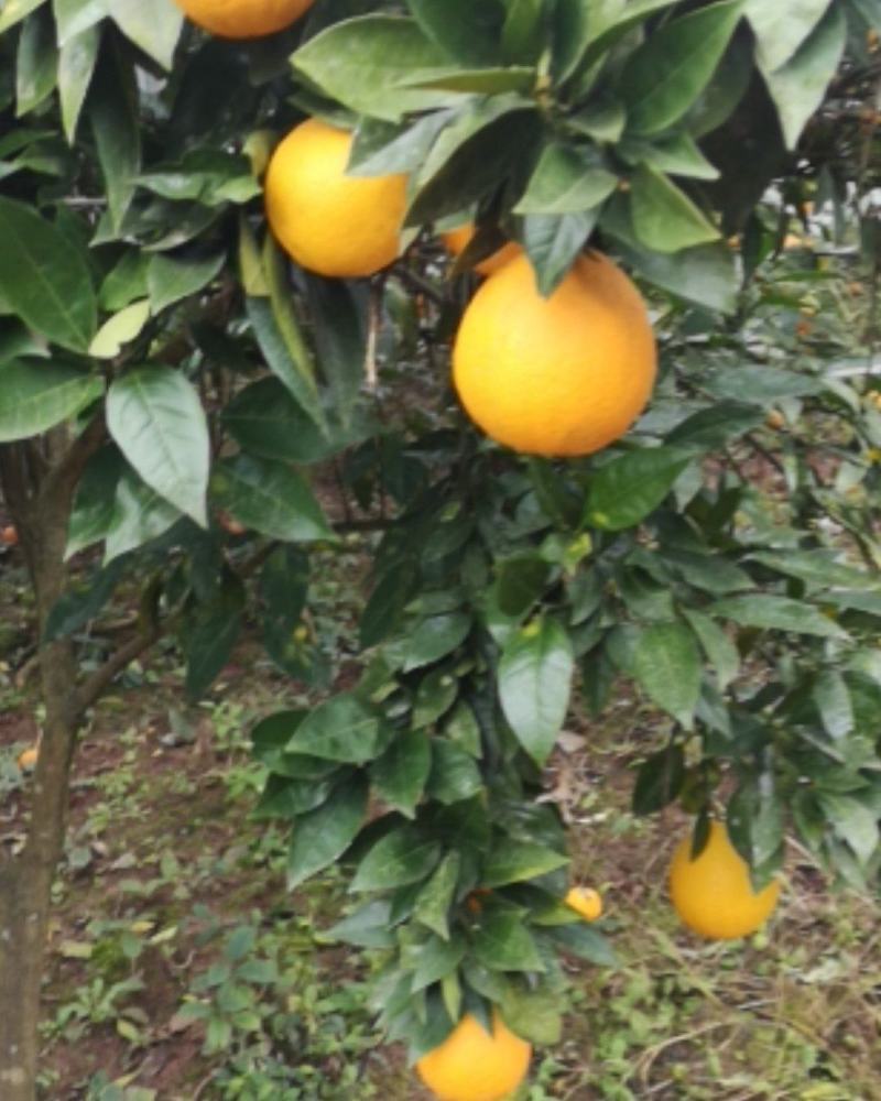 四川渠县，普通脐橙，色黄味甜，皮薄汁多，现摘现发，一手货