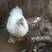 农养麻鸭子，白番鸭滕鸭长年供应保质保量