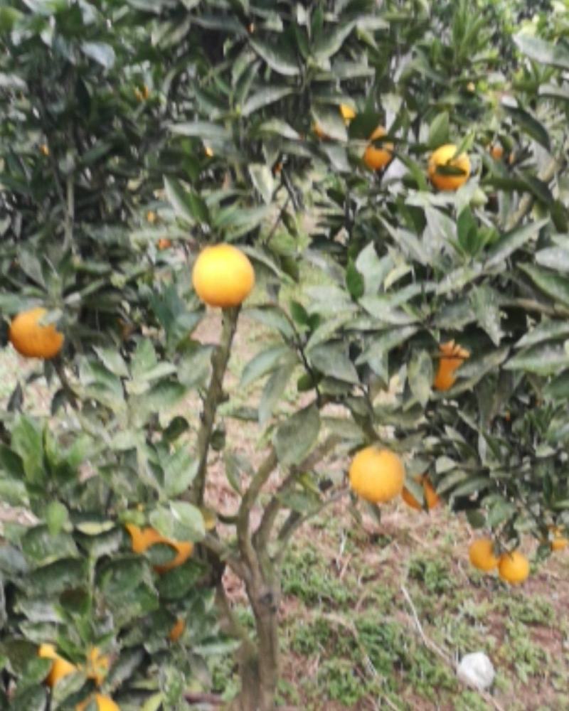 四川渠县，普通脐橙，色黄味甜，皮薄汁多，现摘现发，一手货