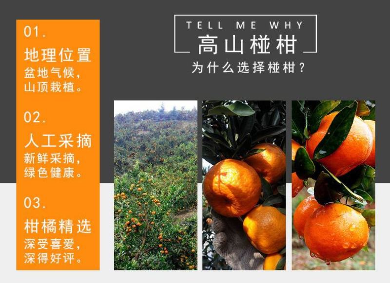 湖北宜昌长阳县渔峡口岩松坪椪柑清江椪柑全国包邮包邮