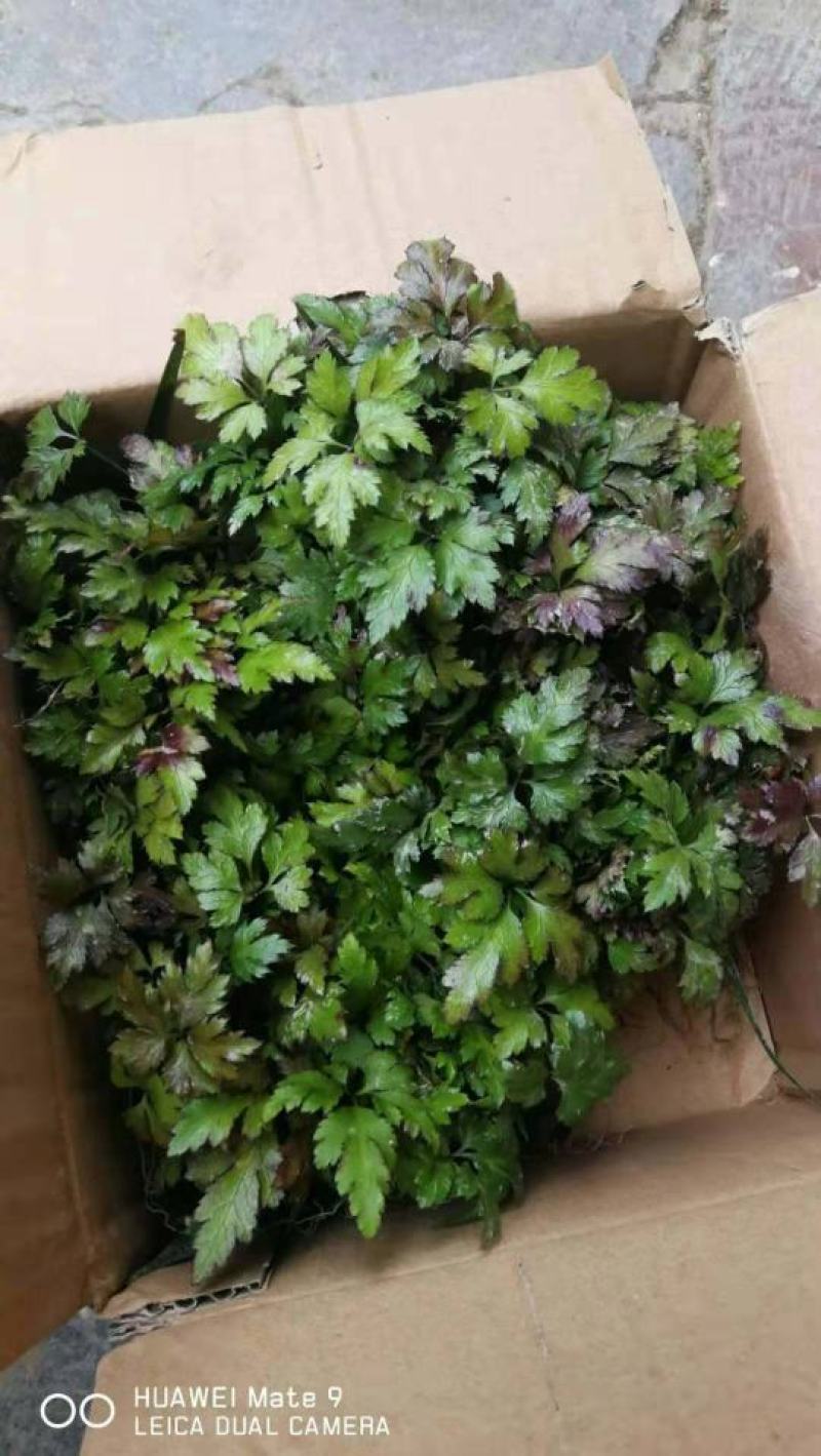 供应鸡爪连黄连种苗黄连苗华中药库恩施黄连种苗