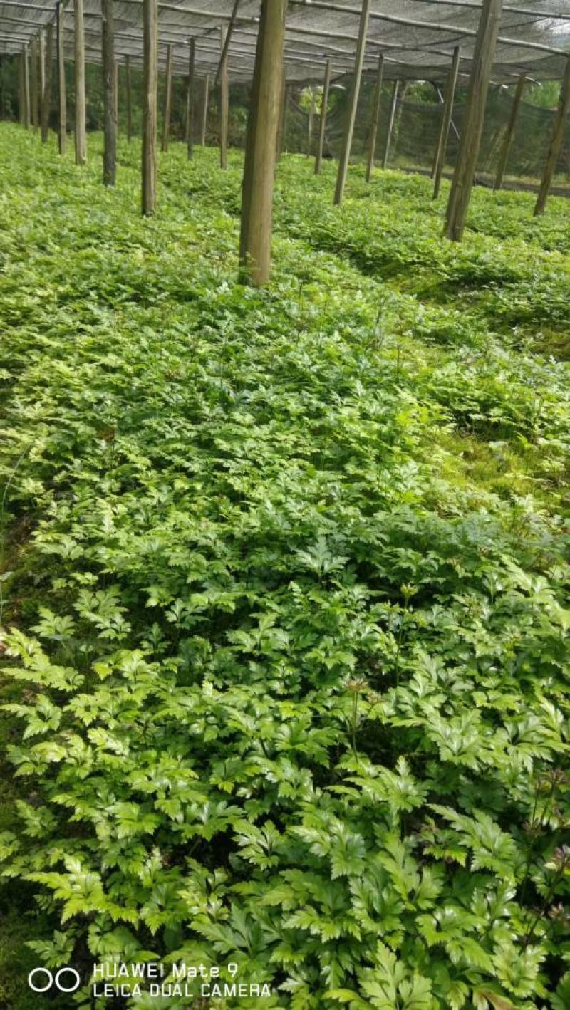 供应鸡爪连黄连种苗黄连苗华中药库恩施黄连种苗