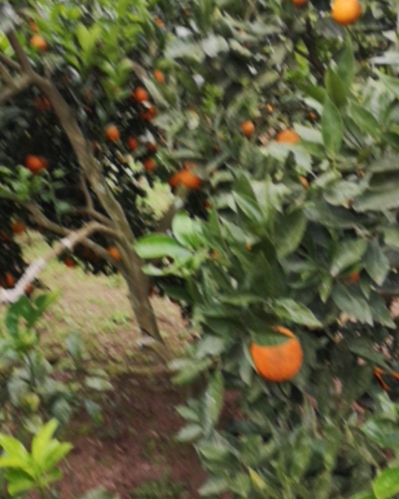 四川渠县奉节脐橙，色红味甜，皮薄汁多，现摘现发，一件代发