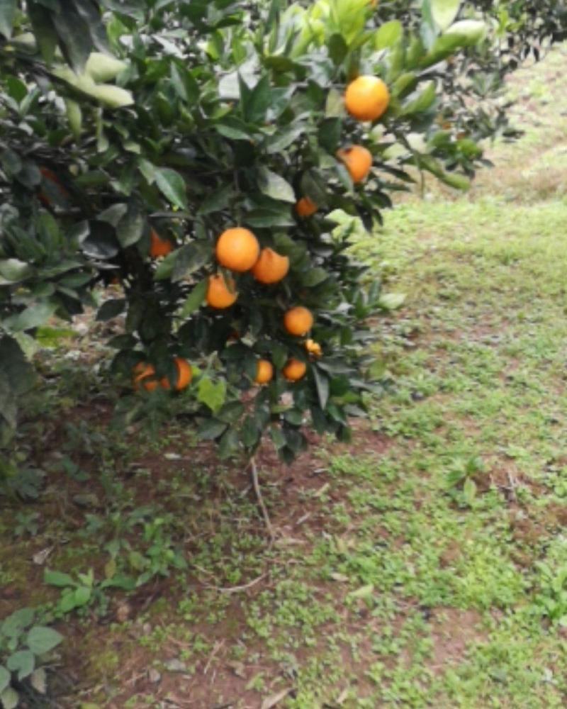 四川渠县奉节脐橙，色红味甜，皮薄汁多，现摘现发，一件代发
