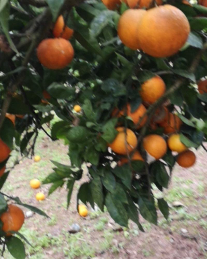 四川渠县奉节脐橙，色红味甜，皮薄汁多，现摘现发，一件代发