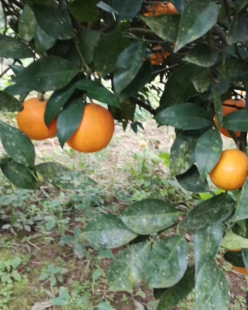 四川渠县奉节脐橙，色红味甜，皮薄汁多，现摘现发，一件代发