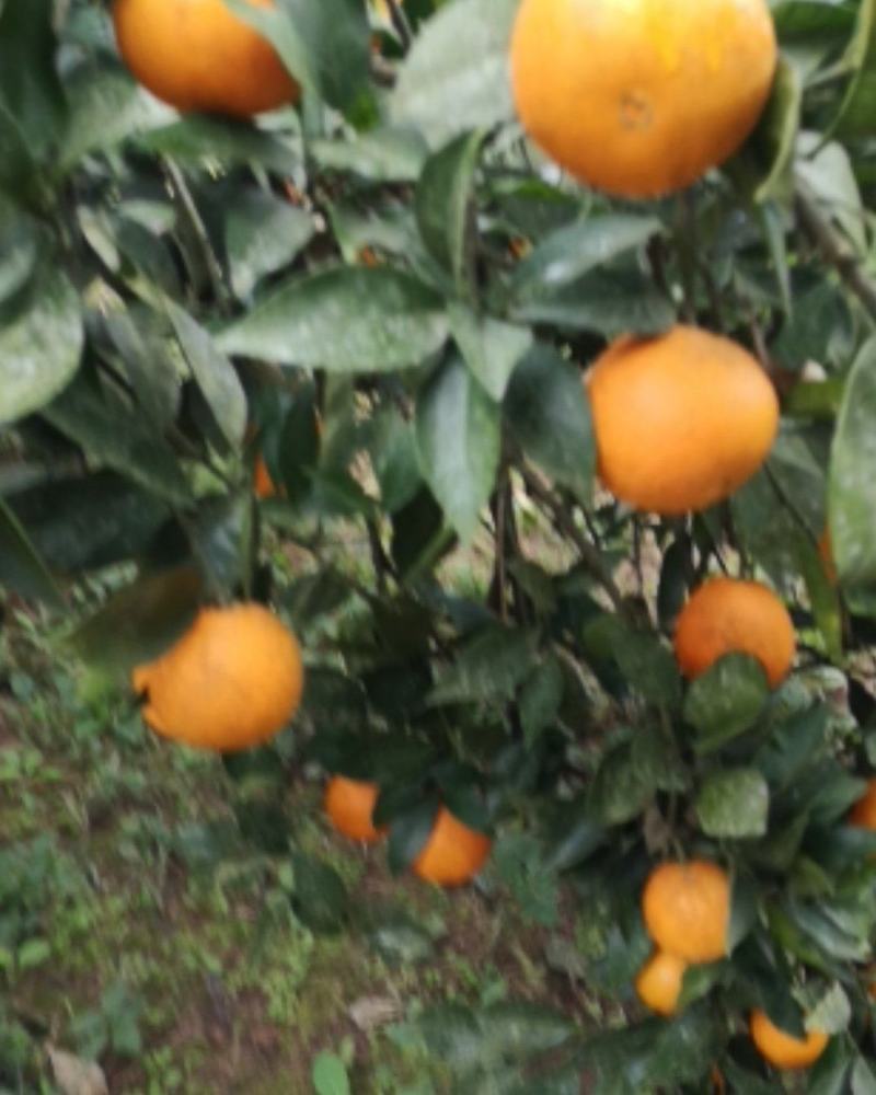 四川渠县奉节脐橙，色红味甜，皮薄汁多，现摘现发，一件代发