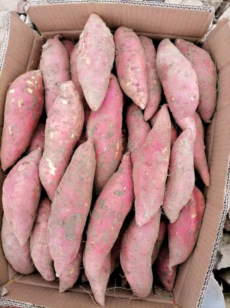 【精品】安徽烟薯25软甜可口保质保量欢迎选购