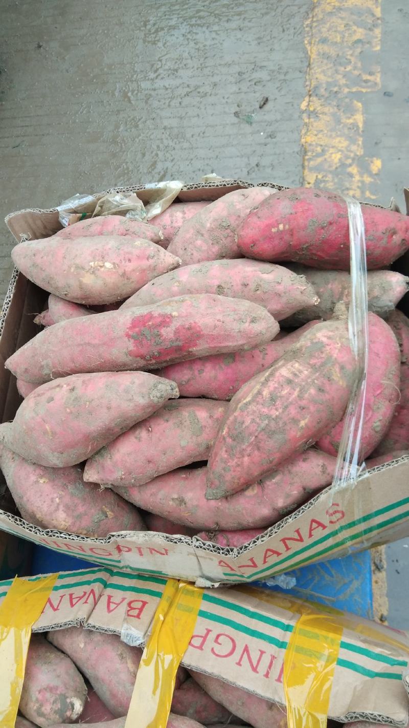 【精品】安徽烟薯25软甜可口保质保量欢迎选购