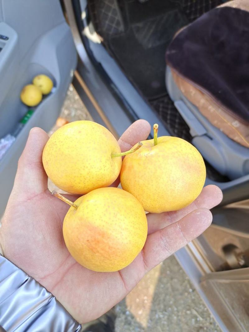 精品梨20多一箱