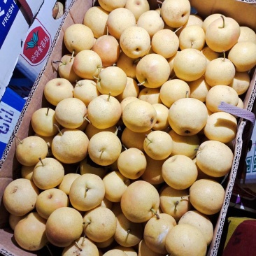 精品梨20多一箱