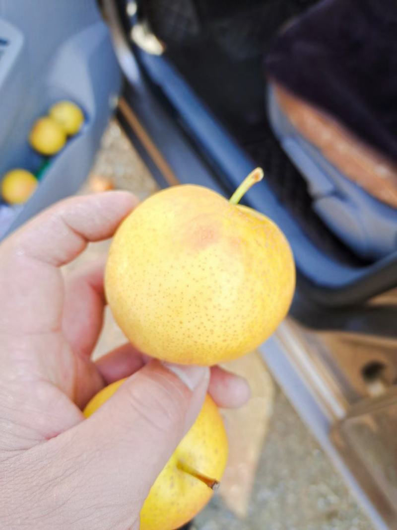 精品梨20多一箱