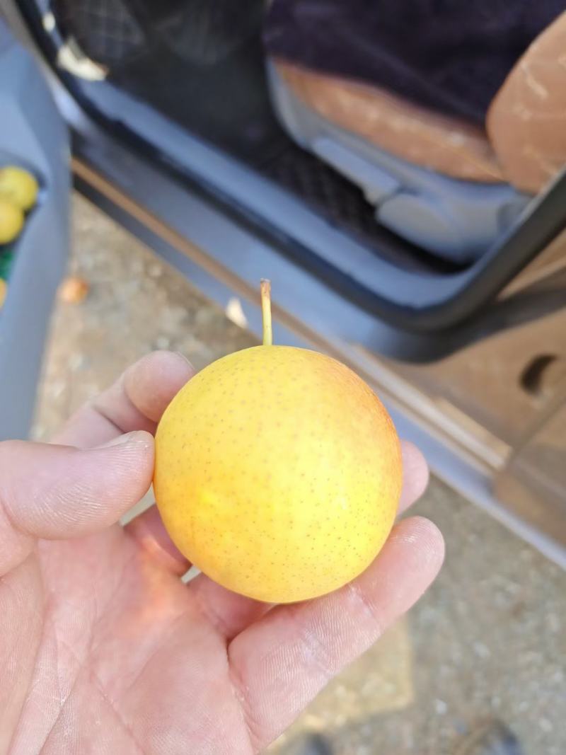 精品梨20多一箱