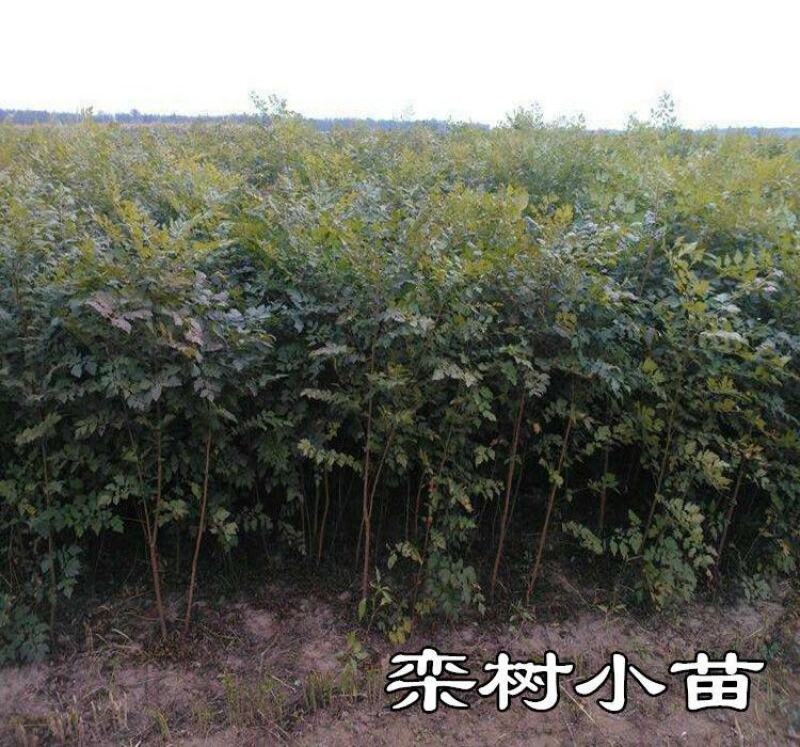 栾树苗小苗大树黄山栾北栾园林工程绿化苗木行道树占地拆迁庭