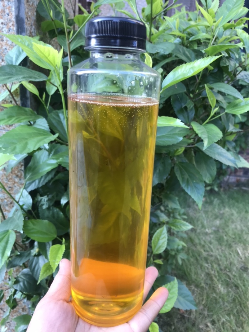 茶油粤北野生茶油茶籽油