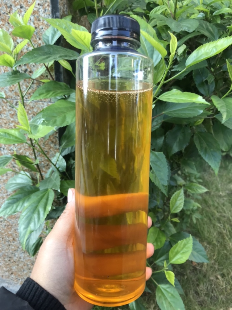 茶油粤北野生茶油茶籽油