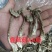 精品山珍鹿茸菇姬松茸虫草花天然本色手工挑选