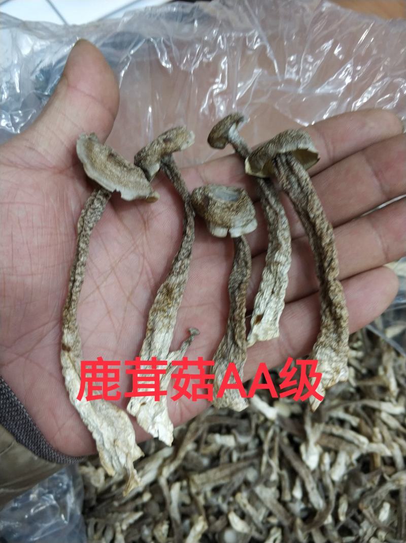 精品山珍鹿茸菇姬松茸虫草花天然本色手工挑选