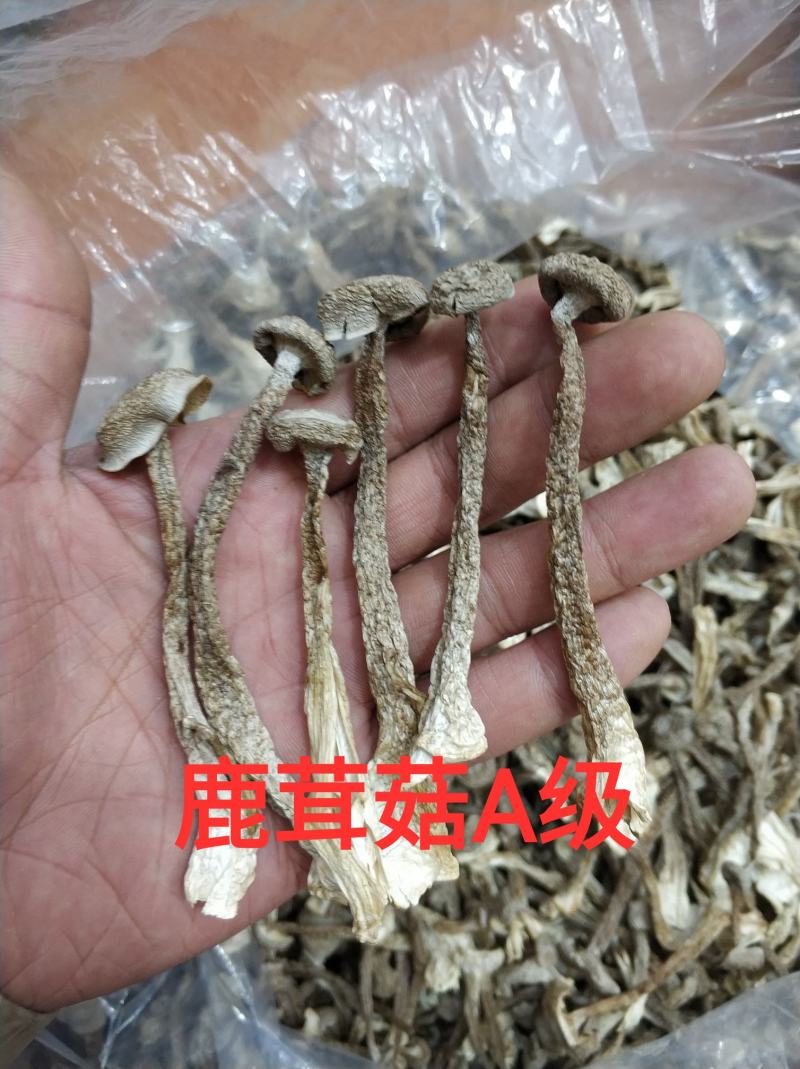 精品山珍鹿茸菇姬松茸虫草花天然本色手工挑选