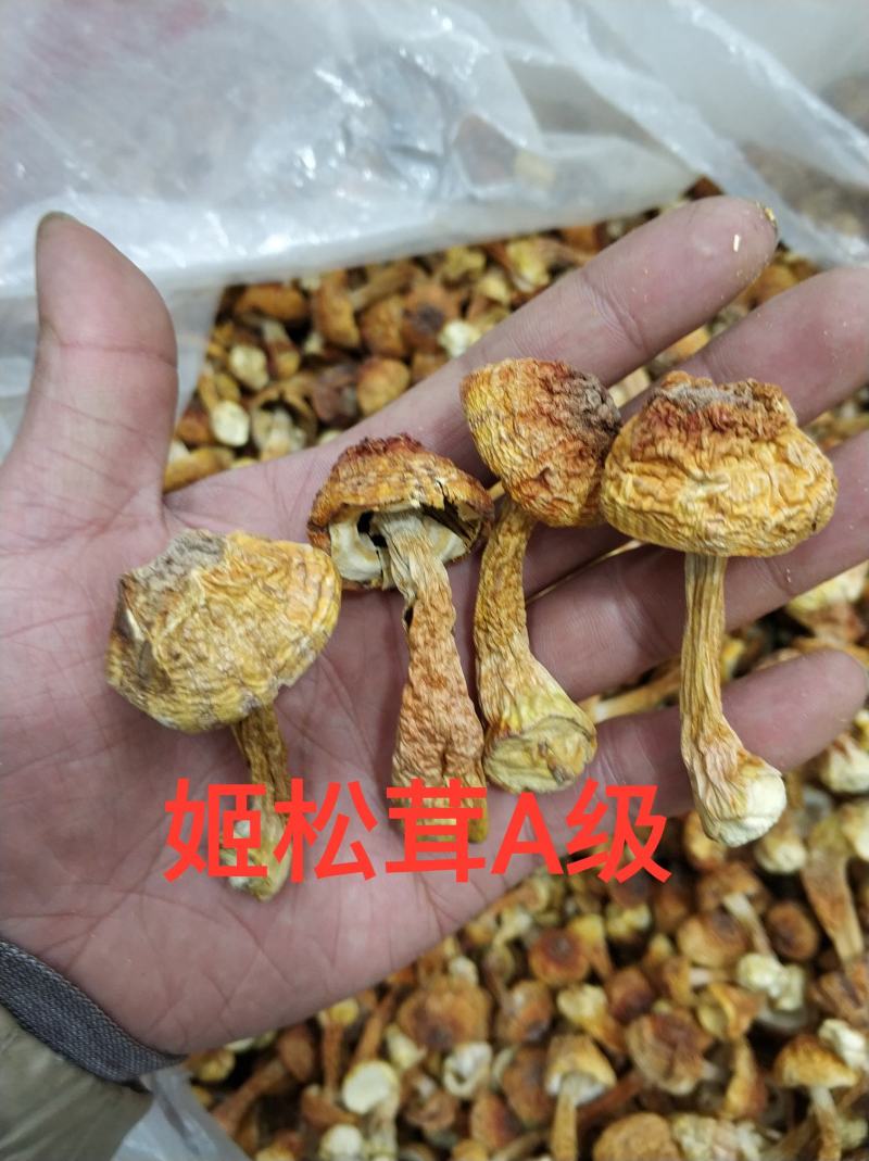 精品山珍鹿茸菇姬松茸虫草花天然本色手工挑选