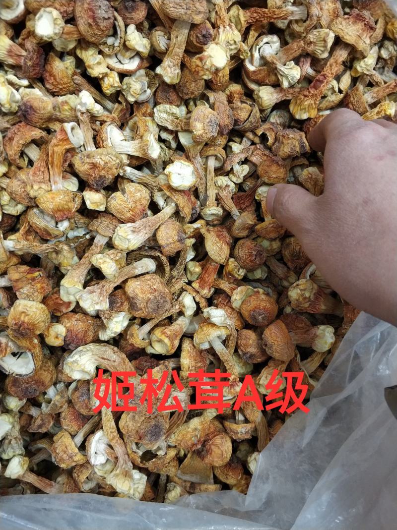 精品山珍鹿茸菇姬松茸虫草花天然本色手工挑选