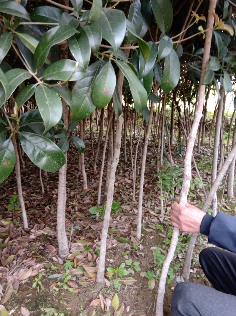 【大量供应】各种规格精品桂花树，质量保障，树形不错，欢迎联系