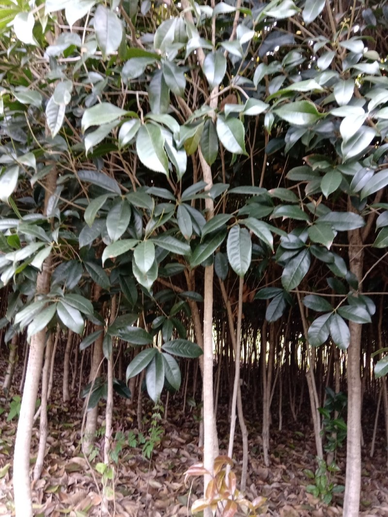 【大量供应】各种规格精品桂花树，质量保障，树形不错，欢迎联系