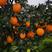 甜橙，万亩甜橙基地直发，无中间商，产地长期大量精品橙供应