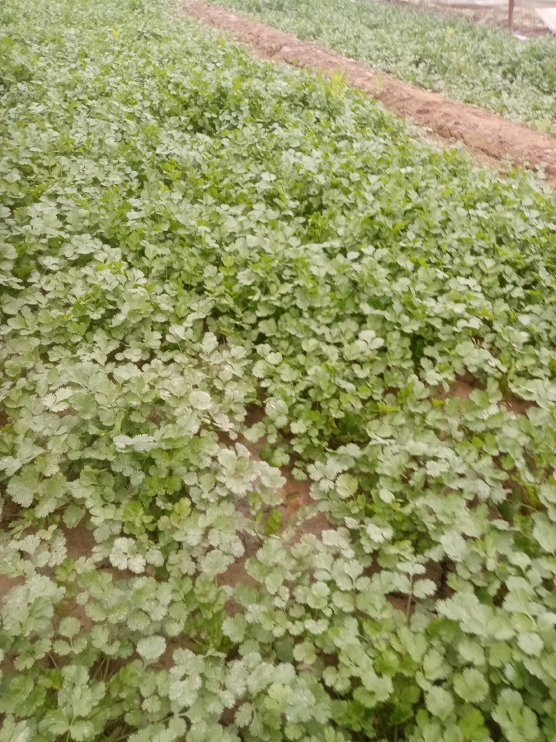 富平精品香菜大量上市