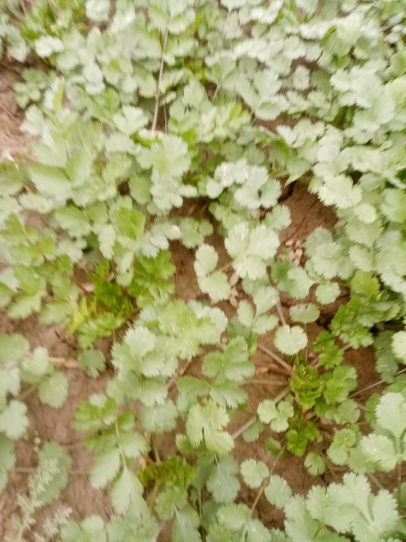 富平精品香菜大量上市