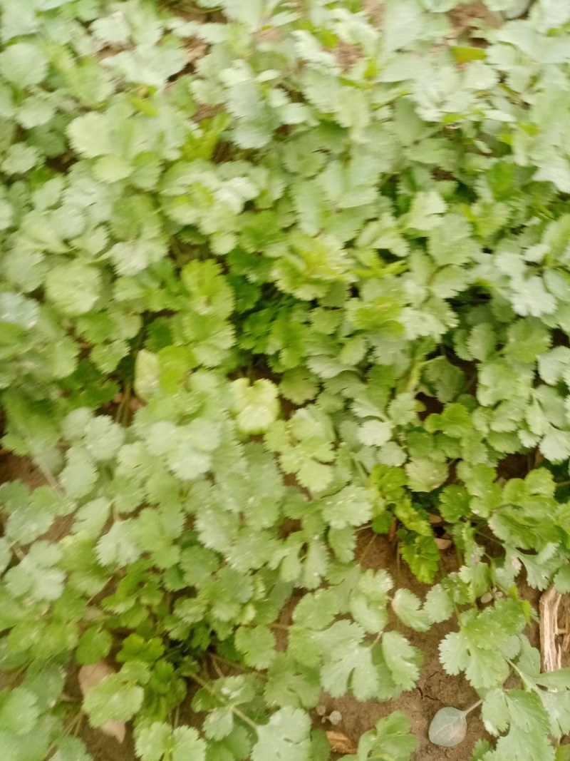 富平精品香菜大量上市