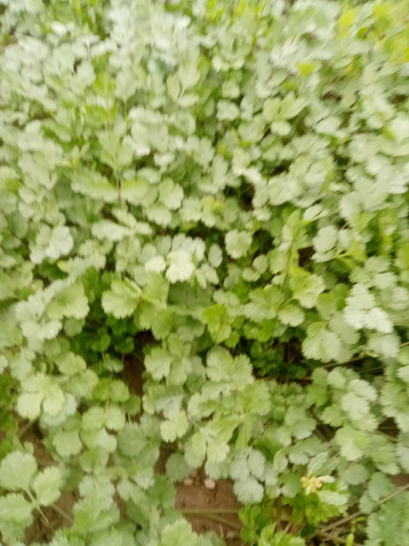富平精品香菜大量上市