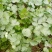 富平精品香菜大量上市