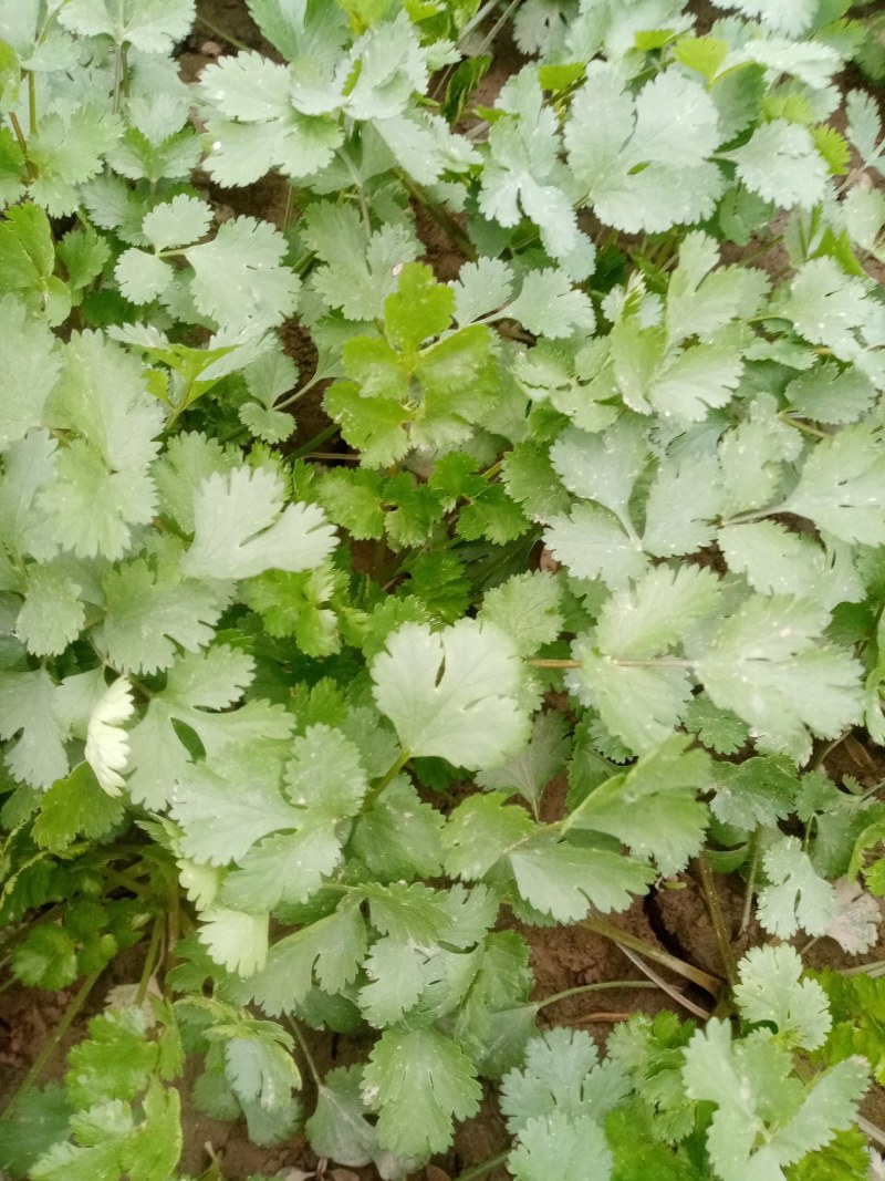 富平精品香菜大量上市