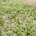 富平精品香菜大量上市