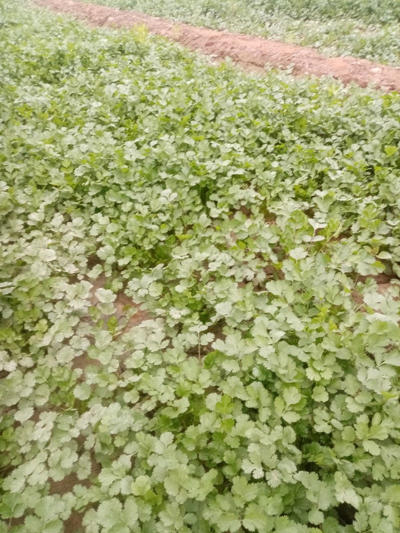富平精品香菜大量上市