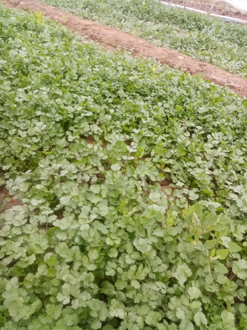 富平精品香菜大量上市