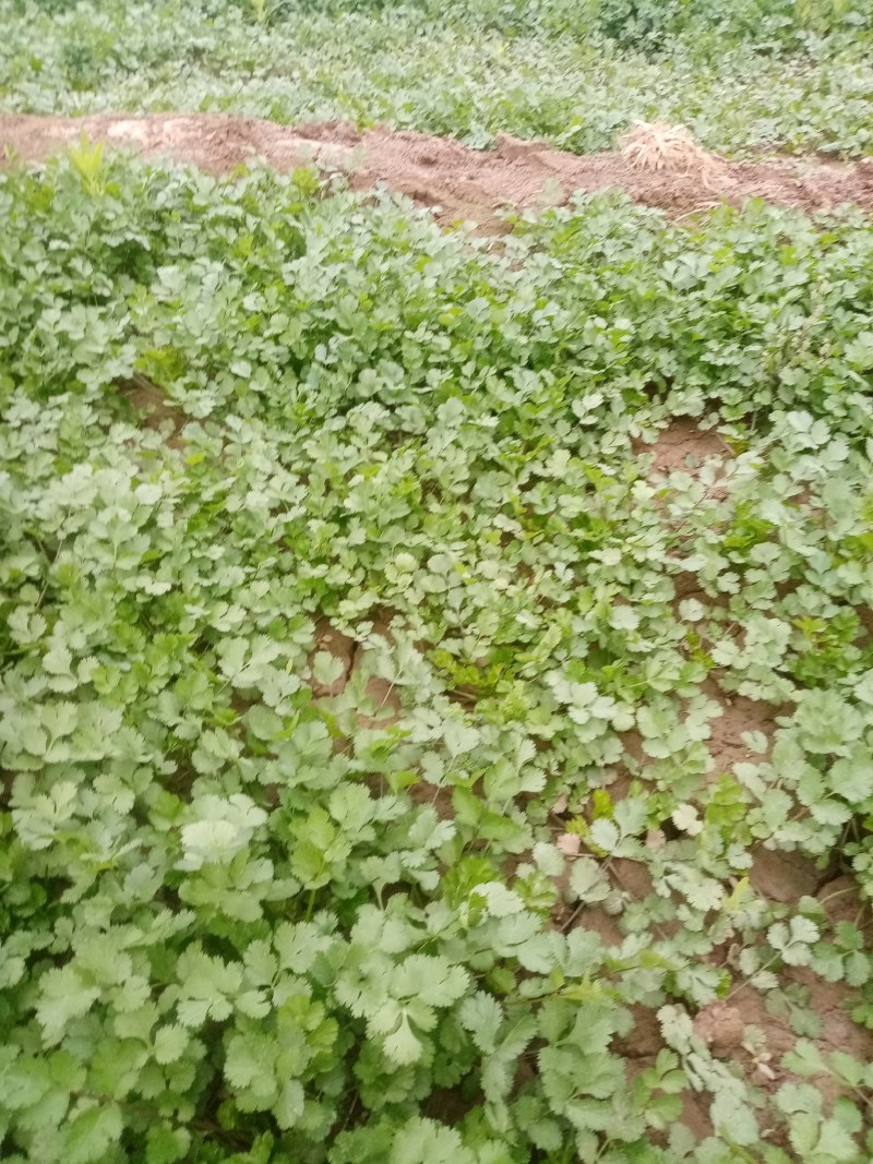 富平精品香菜大量上市
