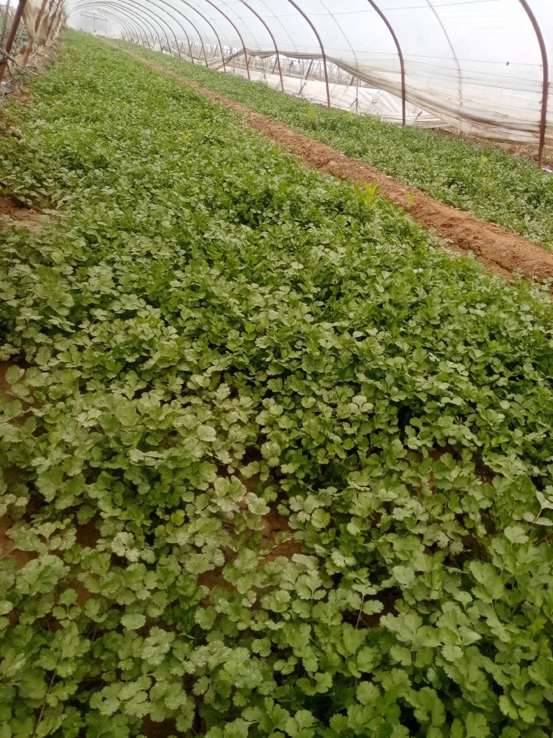 富平精品香菜大量上市