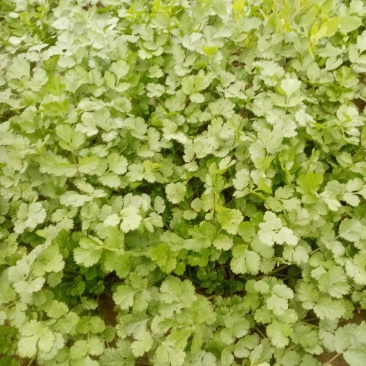 富平精品香菜大量上市
