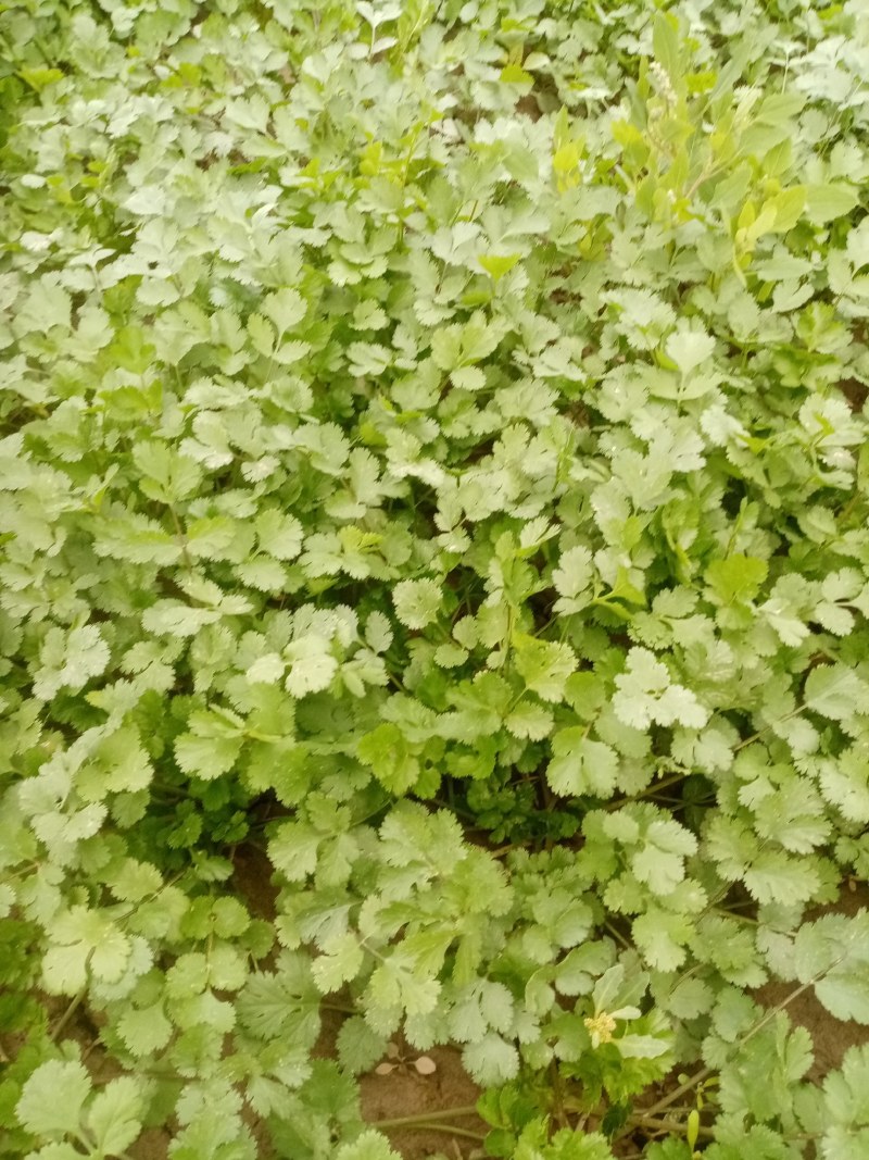 富平精品香菜大量上市