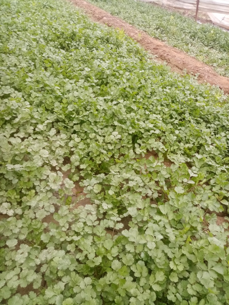 富平精品香菜大量上市