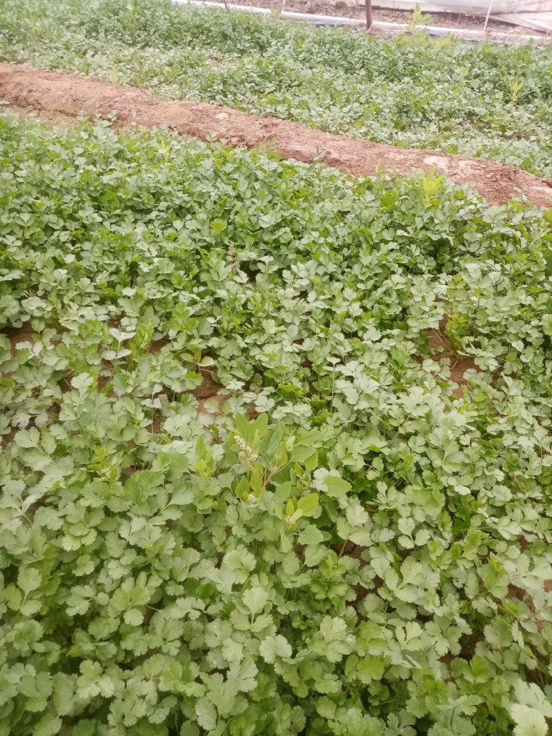 富平精品香菜大量上市