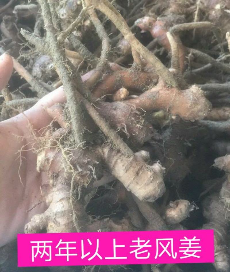 阳春风姜，新鲜风姜2年老姜