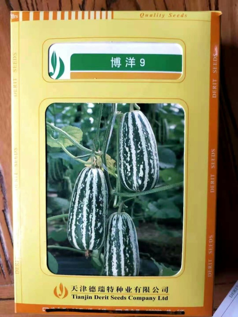 甜瓜苗博洋9甜瓜苗嫁接甜瓜苗博洋91