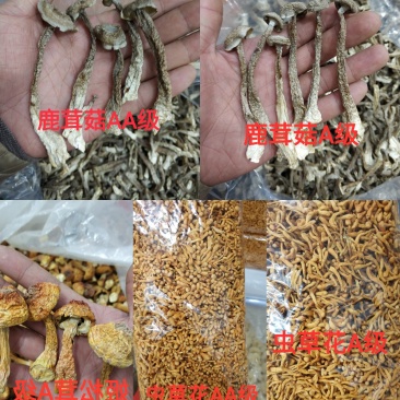 精品山珍鹿茸菇姬松茸虫草花天然本色手工挑选
