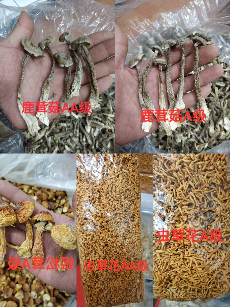 精品山珍鹿茸菇姬松茸虫草花天然本色手工挑选