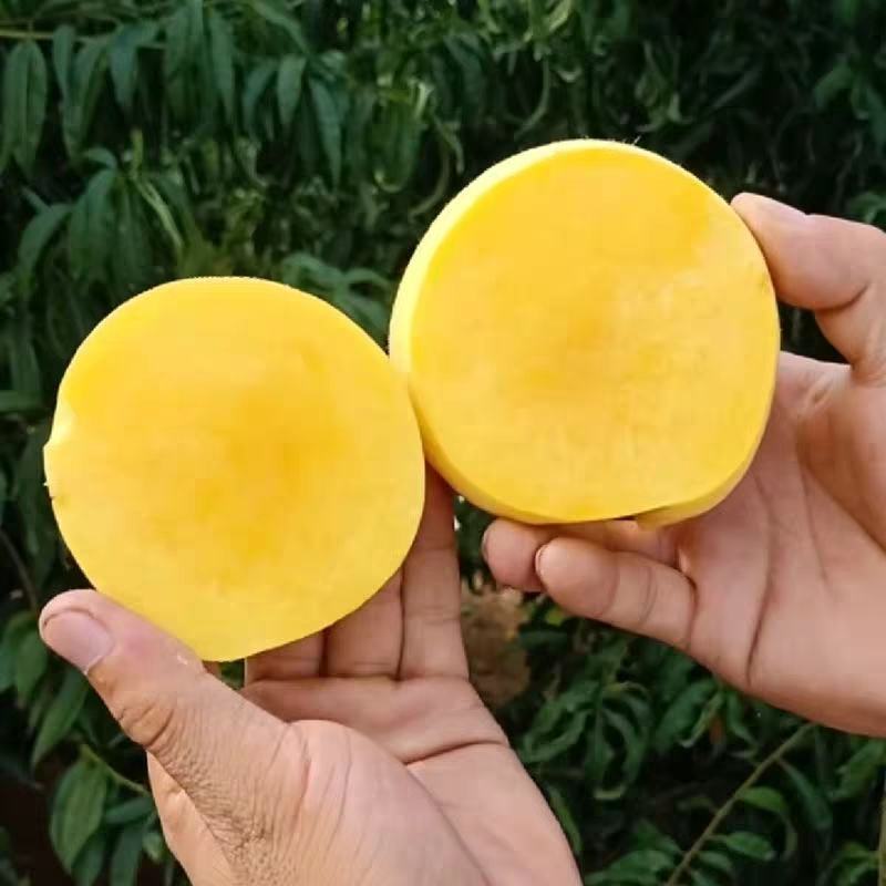嫁接桃树苗黄金脆蜜桃树苗基地直发现挖现卖